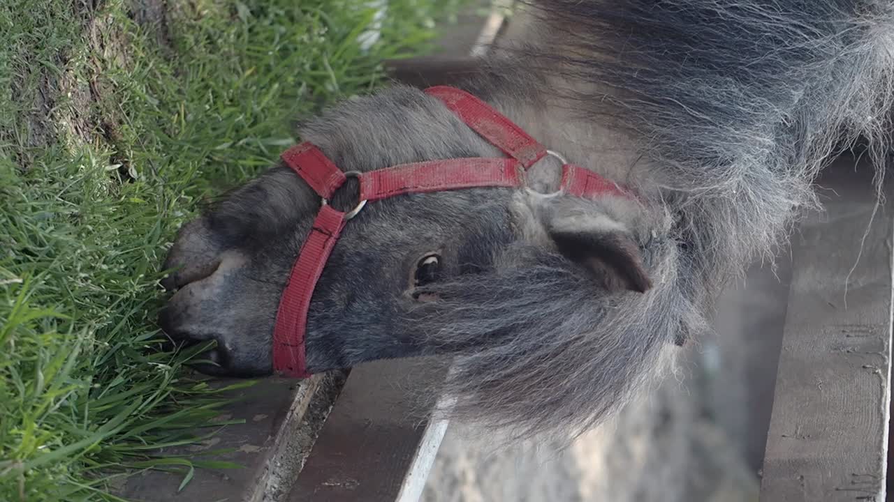 Pony Eating Grass