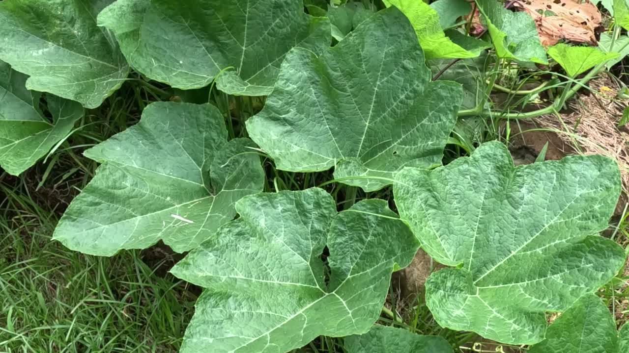 A detailed look at the expansion of broad, green leaves in a grassy environment.