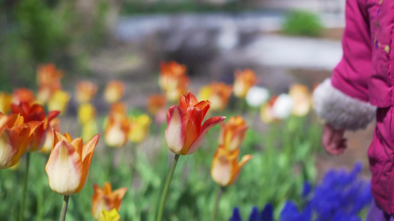 Pretty Little Girl Smells Blooming Tulip Flowers