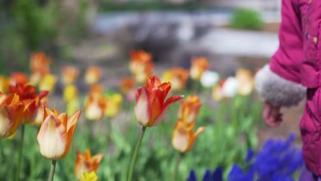 Niña-Bonita-Huele-Flores-De-Tulipán-Florecientes