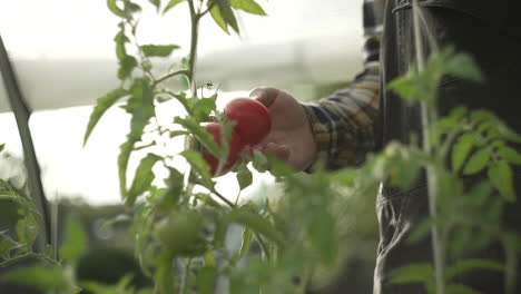 Der-Bauer-Inspiziert-Seine-Tomatenernte