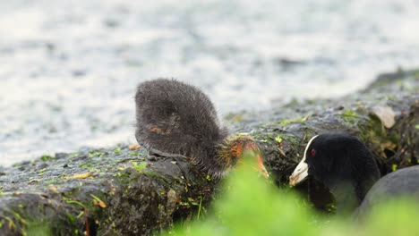 cute baby coot is fed by its parent after scratching its head