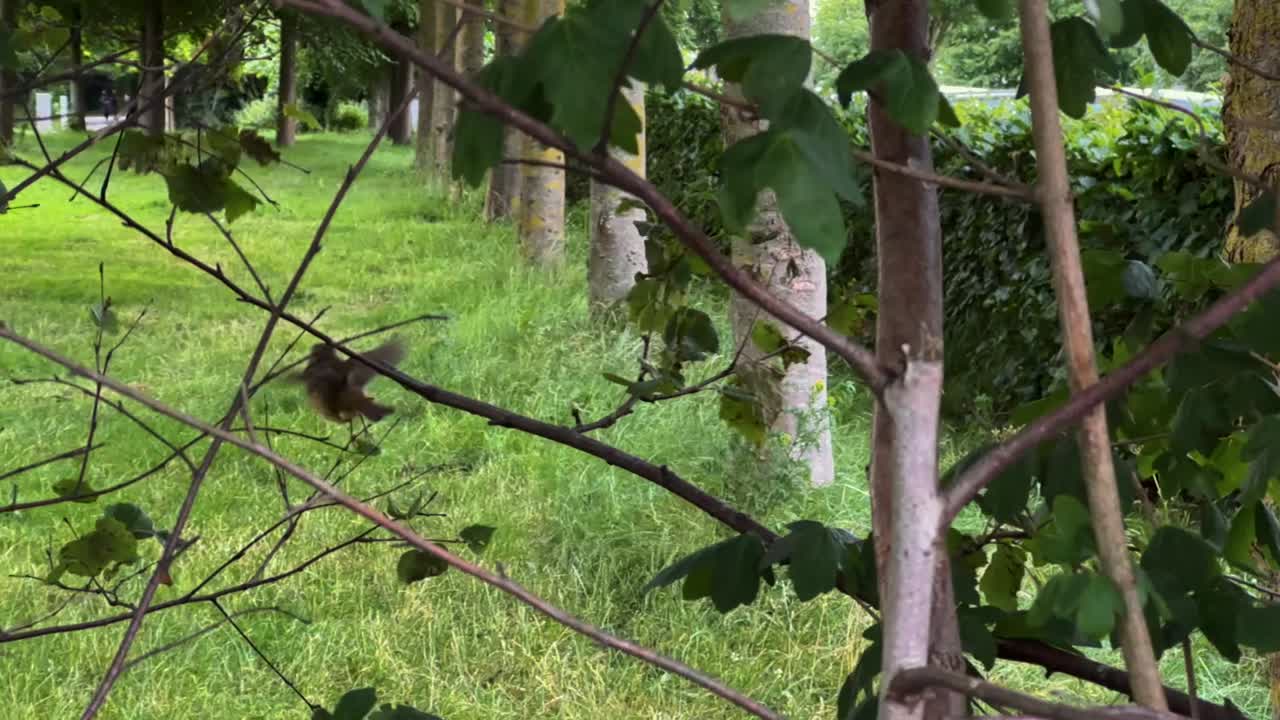 pájaro sentado en la rama y volar lejos