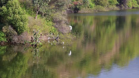 Unberührter-See-Mit-Bergwaldspiegelung-Und-Vögeln,-Die-Tagsüber-Aus-Flachem-Winkel-Am-Rand-Sitzen