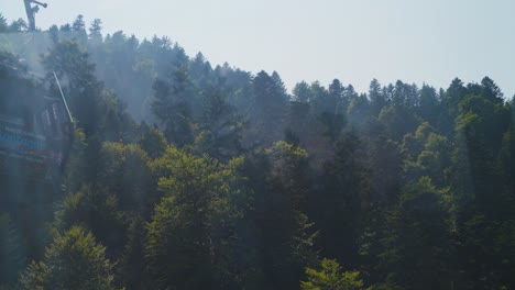 sunlight filters through a dense forest, creating a serene and misty morning atmosphere