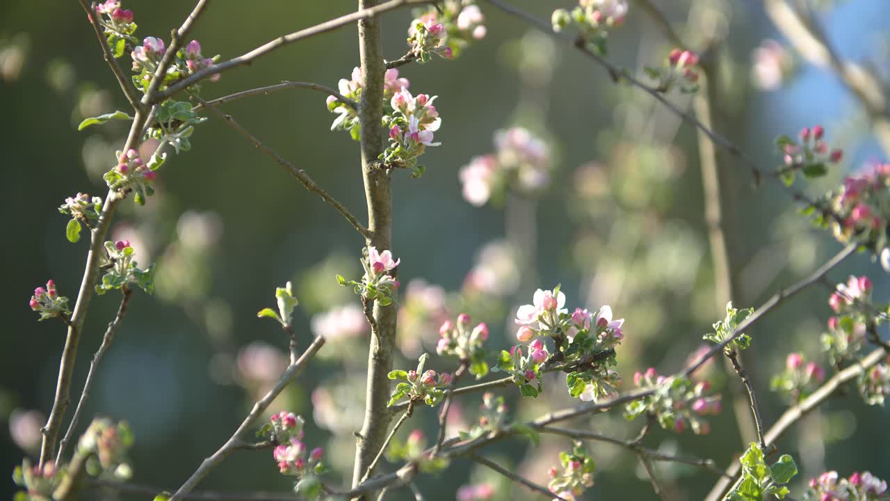 Flowers of an apple tree at sunset
