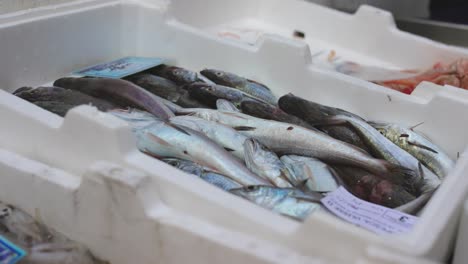 Amalfi-Coast-Italy-fish-slow-motion