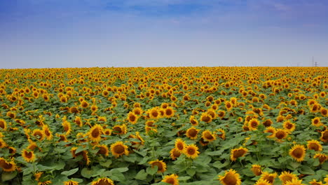 top view agriculture field with blooming sunflowers. summer landscapes with big yellow farm sunflower field.