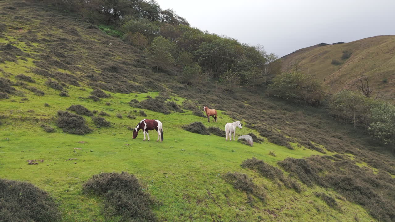 Horses Grazing on a Green Hillside