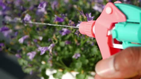 close-up of a hand spraying a plant with a water bottle