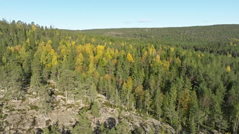 Swedish-Autumn-Forest-In-Nature-Park-During-Sunny-Day-In-Sweden,-Europe