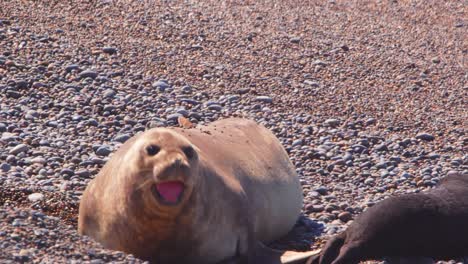 female elephant seal calling out towards its pup which is laying by it, slow motion puerto valdes