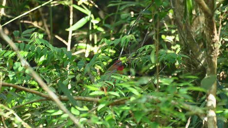 Trogón-De-Cabeza-Roja,-Harpactes-Erythrocephalus