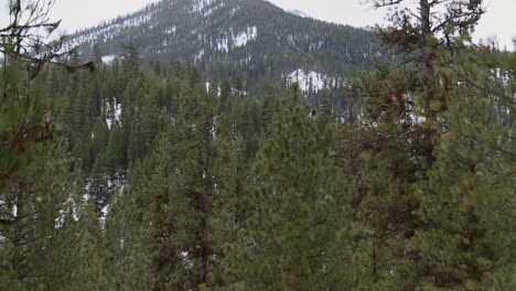 Dense-Pine-Trees-In-Winter-Woods-Of-Boise-National-Forest,-Idaho,-USA