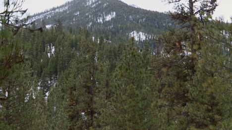 dense pine trees in winter woods of boise national forest, idaho, usa