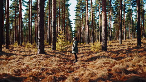 woman enjoys the peaceful atmosphere of a sun-drenched pine forest