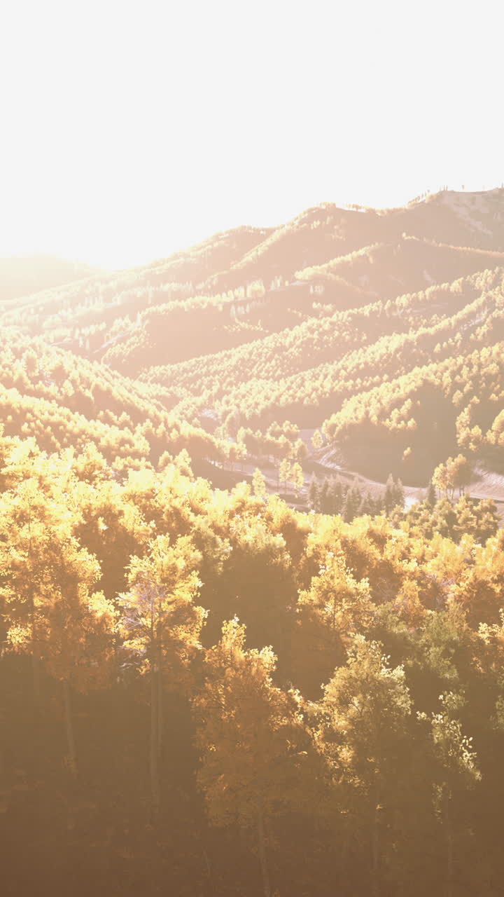 골든 아워 산림 풍경