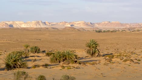 view of the formations in the white desert, egypt with palm trees