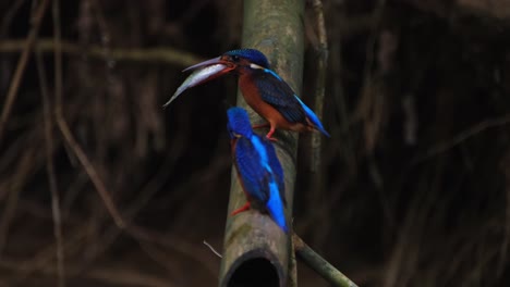 a male giving the fish to the female, she moves to the right , the male so pleased