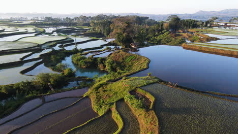 plántulas de arroz recién plantadas en el campo de arroz en la isla de sumba, indonesia