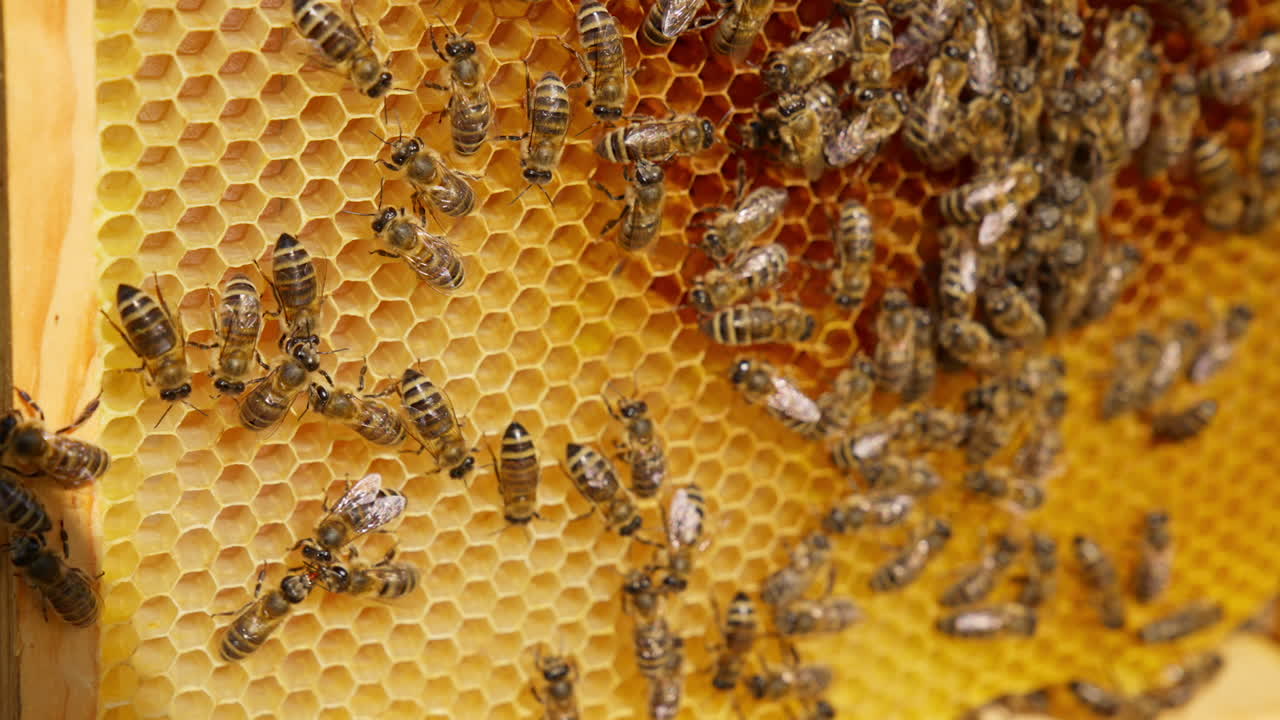 Bees crawling slowly over the honey frame. Working insects making wax cells for storing and producing healthy product.