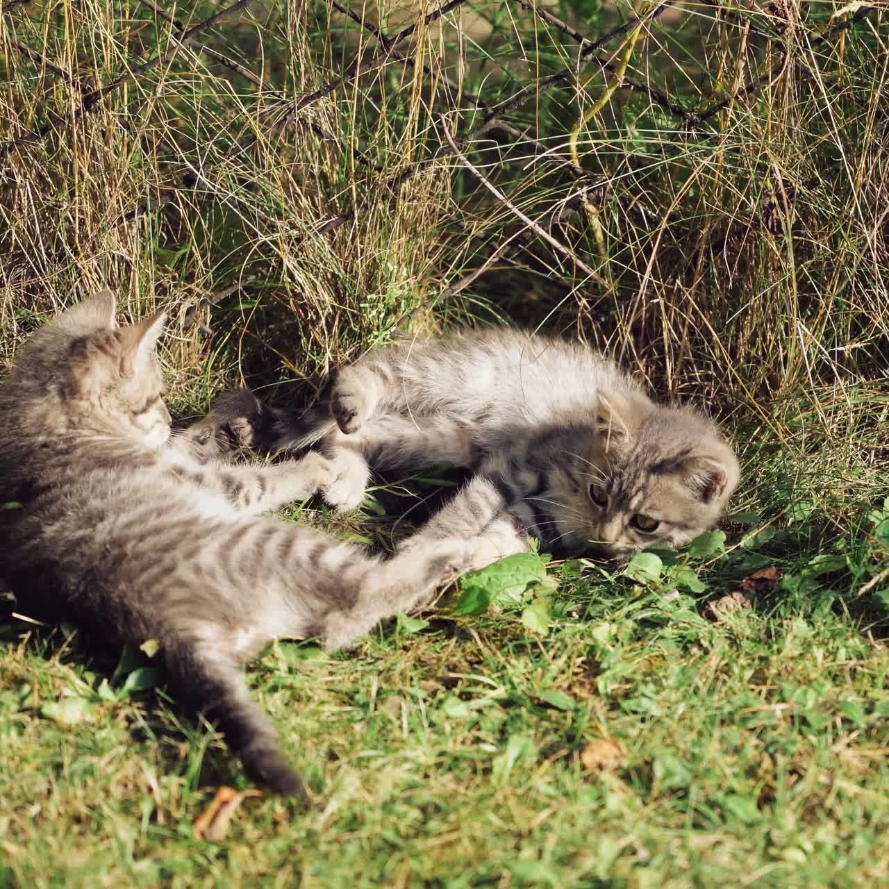 Two funny kittens playing in the grass. Little grey kittens lying merrily on the meadow in a sunny summer day.