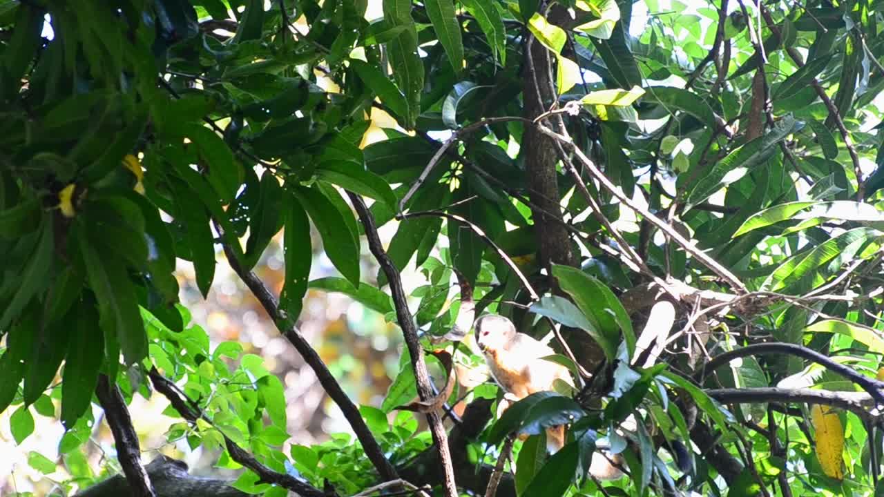 mono ardilla joven sentado en un árbol comiendo una hoja