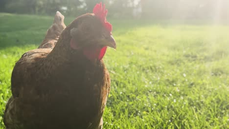 Neugierig-Ist-Ein-Braunes-Huhn,-Das-Im-Hellen-Sonnenlicht-Eingefangen-Wurde