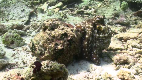 pulpo de día sobre un bloque de coral, perfectamente camuflado imitando la coloración del coral
