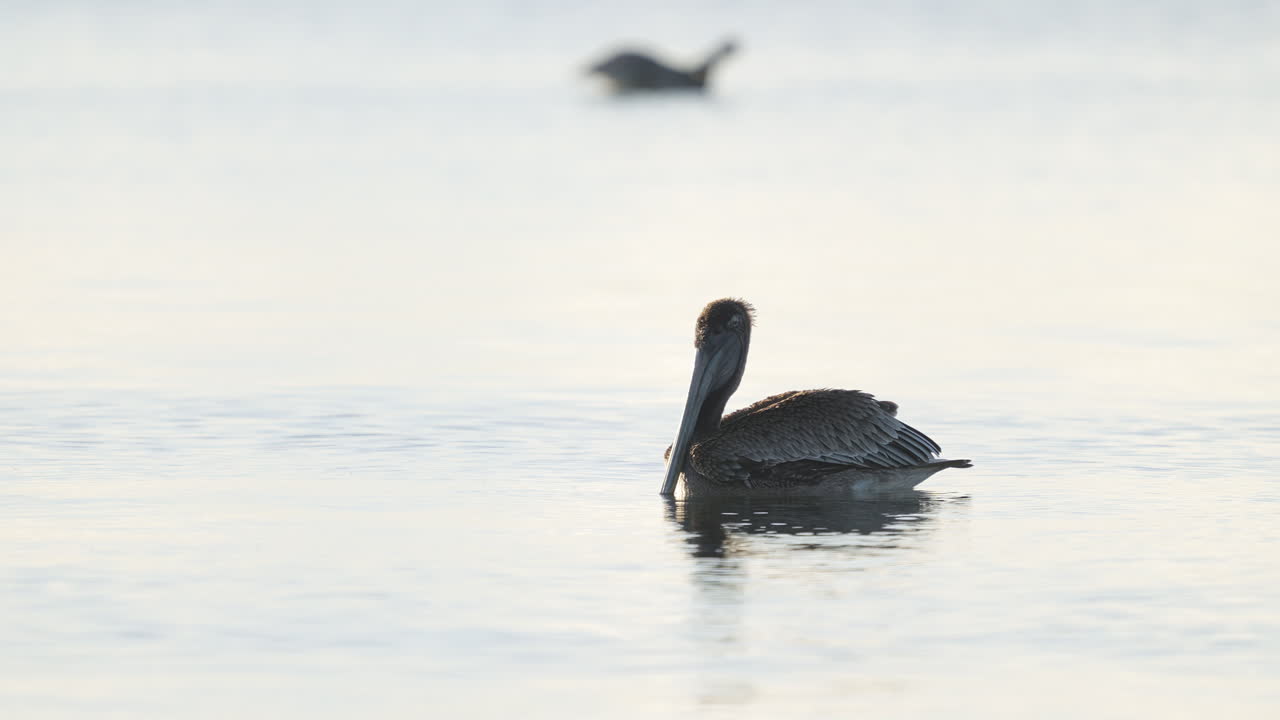 Brown Pelican on Water Shaking Tail and Stretching Feathered Wings and Neck