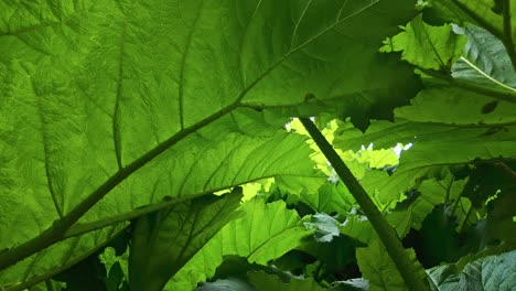 close up of gunnera leaves, showing detail of veins and stalk, backlit,