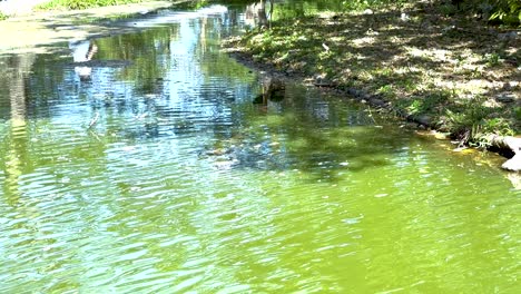 park pond with birds and people