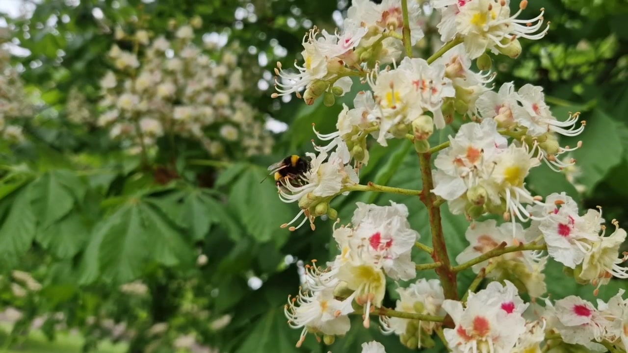 Lebah bumblebee mengumpulkan serbuk sari dari bunga kastanye kuda yang indah bermekaran di musim semi