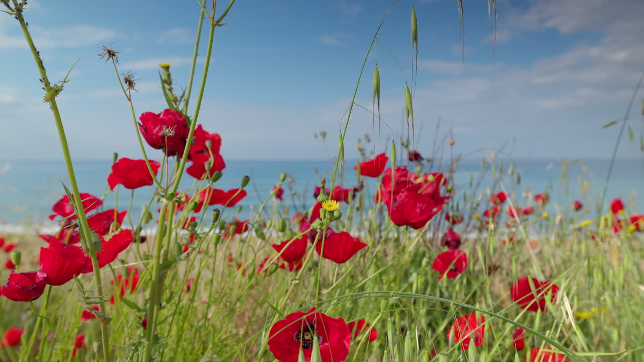 poppy flowers and beach
