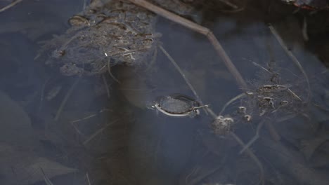 Babyschildkröte-Schwimmt-Im-Flachen-Teichwasser