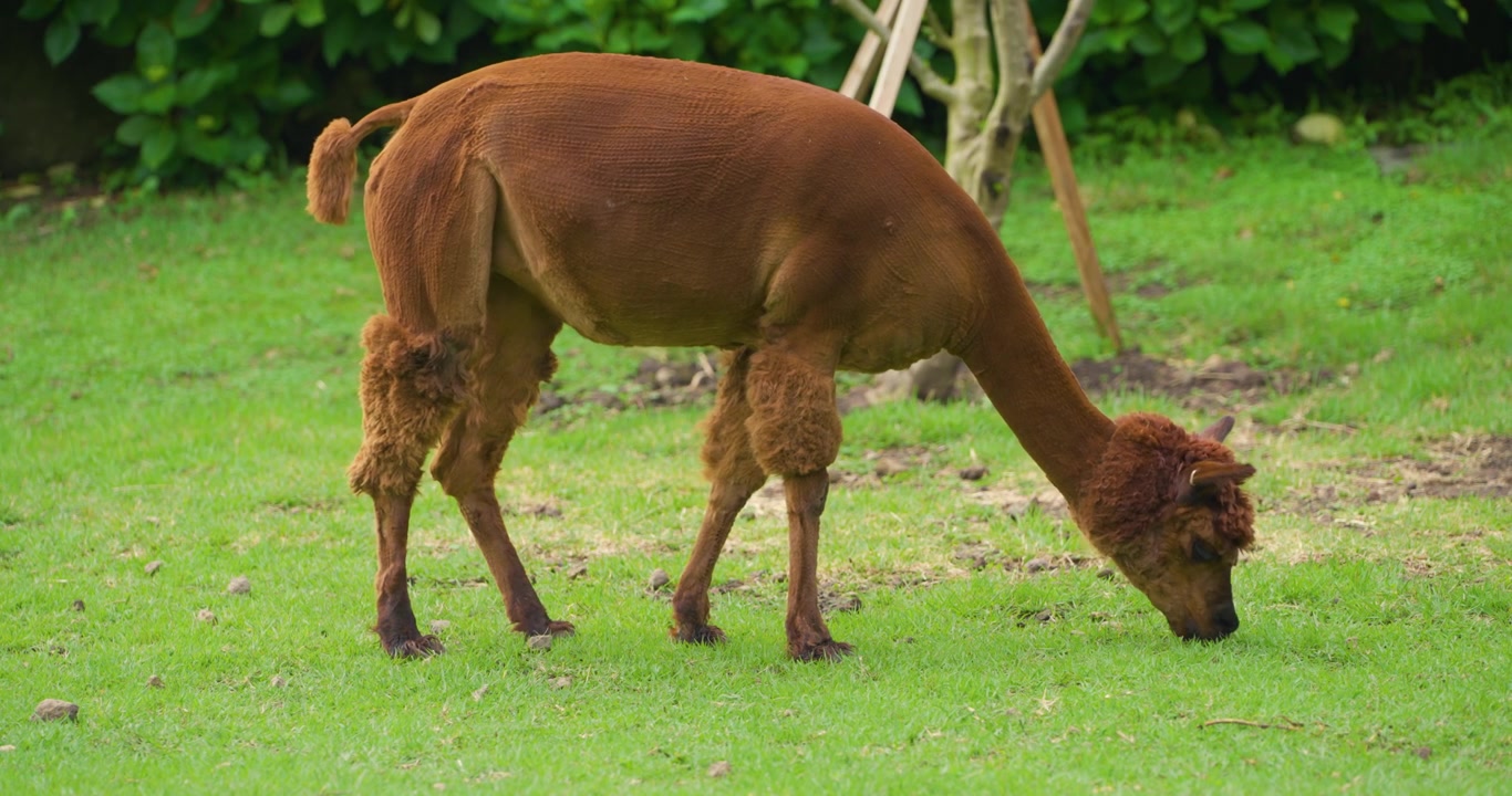Alpaca tosato di recente, di colore marrone rossiccio, che pascola sull'erba verde con il collo abbassato in un pascolo accanto a un giovane albero al Jeju Flower Bird Park Hwajoowon in Corea del Sud.