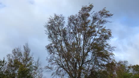 Viento-Que-Sopla-A-Través-De-Un-árbol