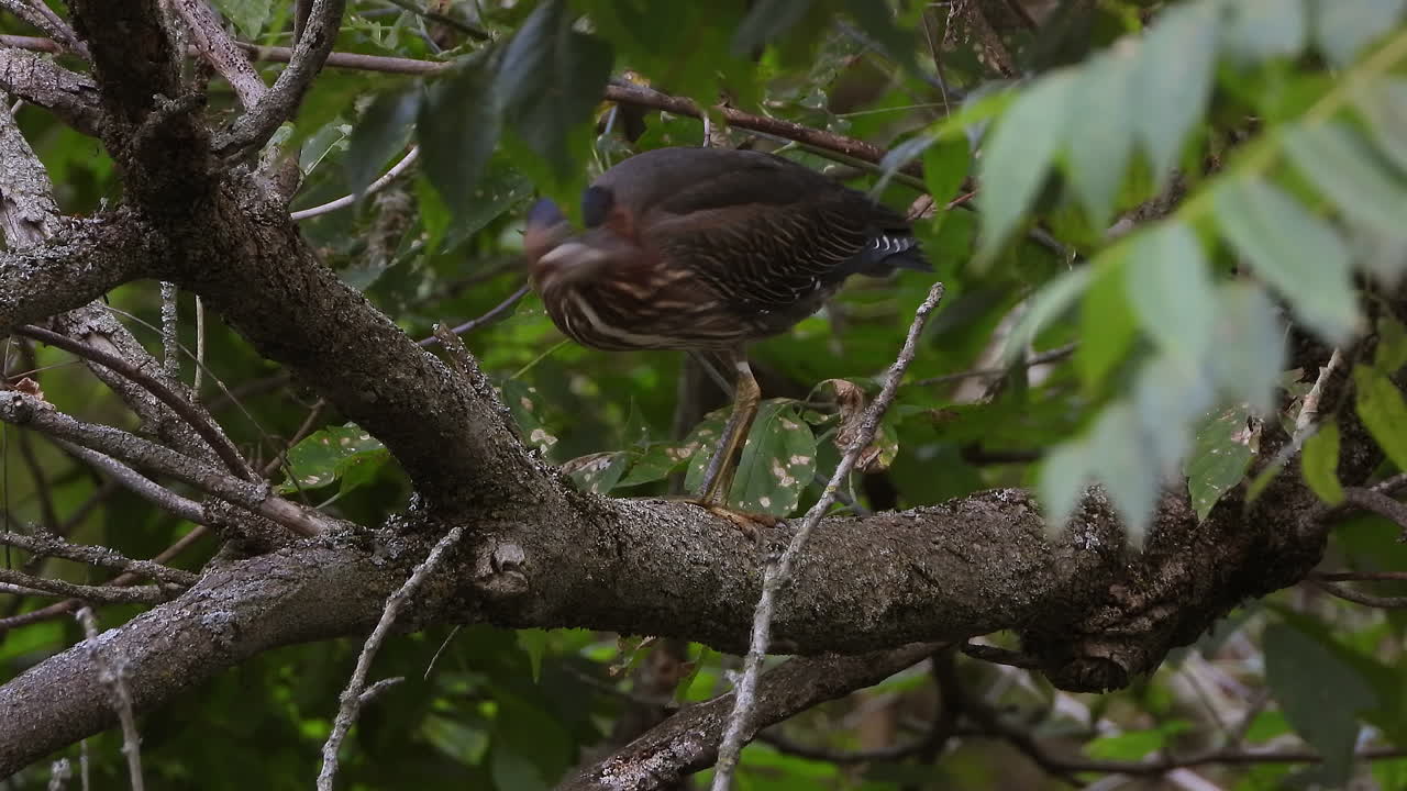 gran ave garza azul escondida en un denso bosque en la rama de un árbol