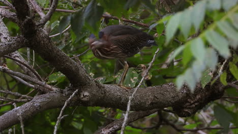 great blue heron bird hiding in dense forest area on tree branch