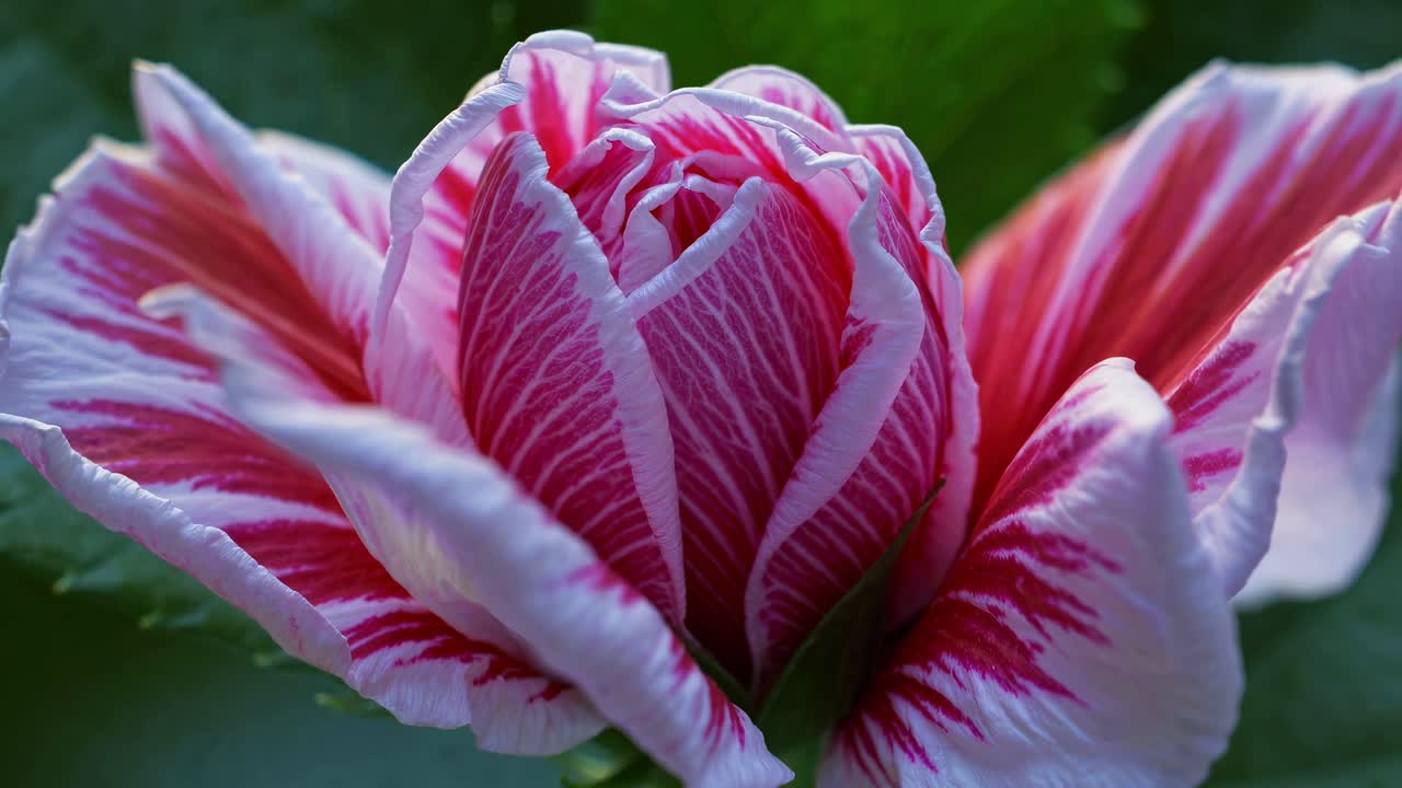 Time-lapse hiperrealista de un delicado hibisco rosa y blanco floreciendo desde un capullo hasta su plena apertura