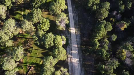 Aerial-slow-dirt-track---Pine-Tree-Forest-Plantation-in-Gnangara,-Perth,-Western-Australia