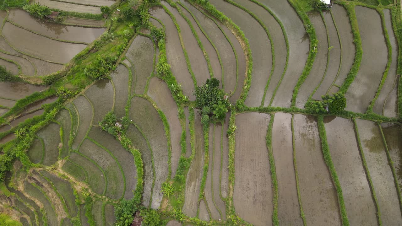 Top-down aerial of Bali rice terraces near Sidemen with mirrored paddies and geometry.