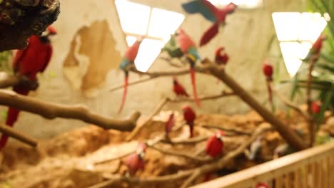 vibrant parrots perched on branches in aviary