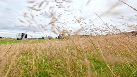 tall grass swaying in fife, scotland