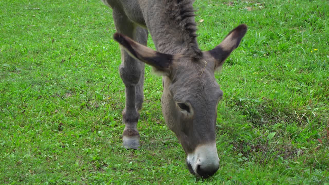 Close-up of a gray Hungarian parlagi donkey grazes alone on the green grass