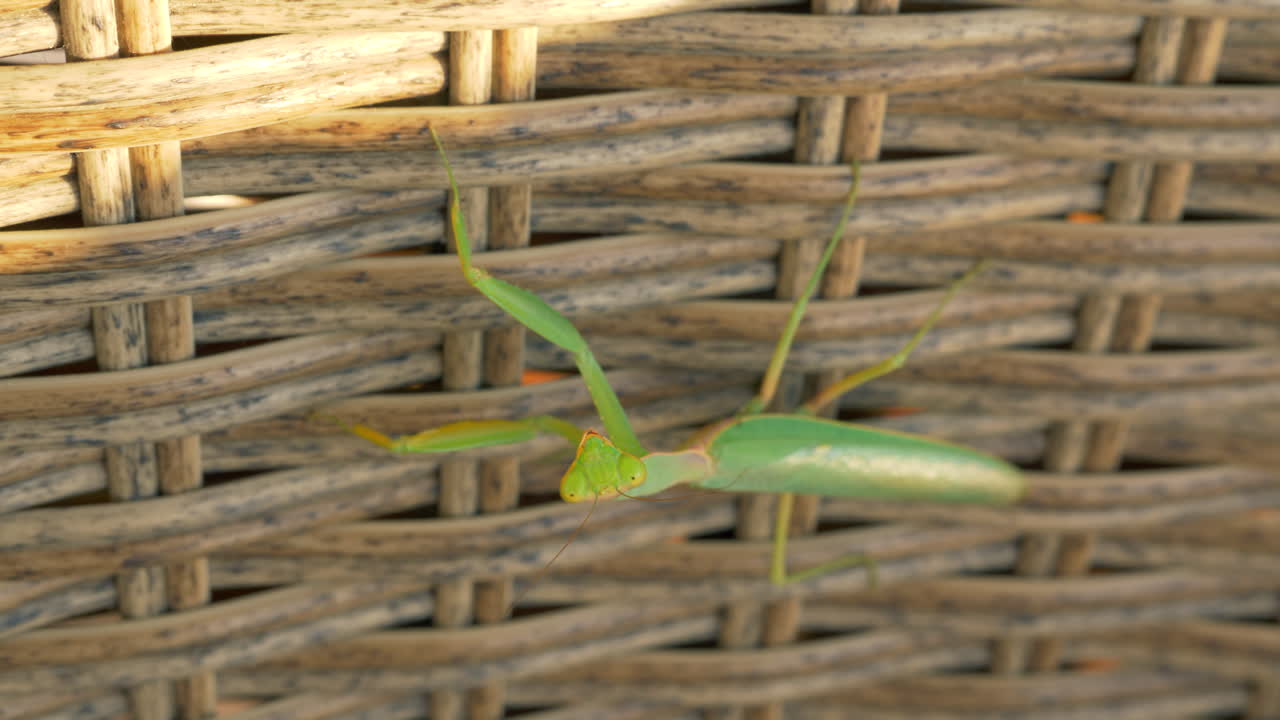 Praying mantis on wicker hedge
