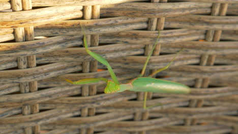 mantis de oración en el seto de mimbre