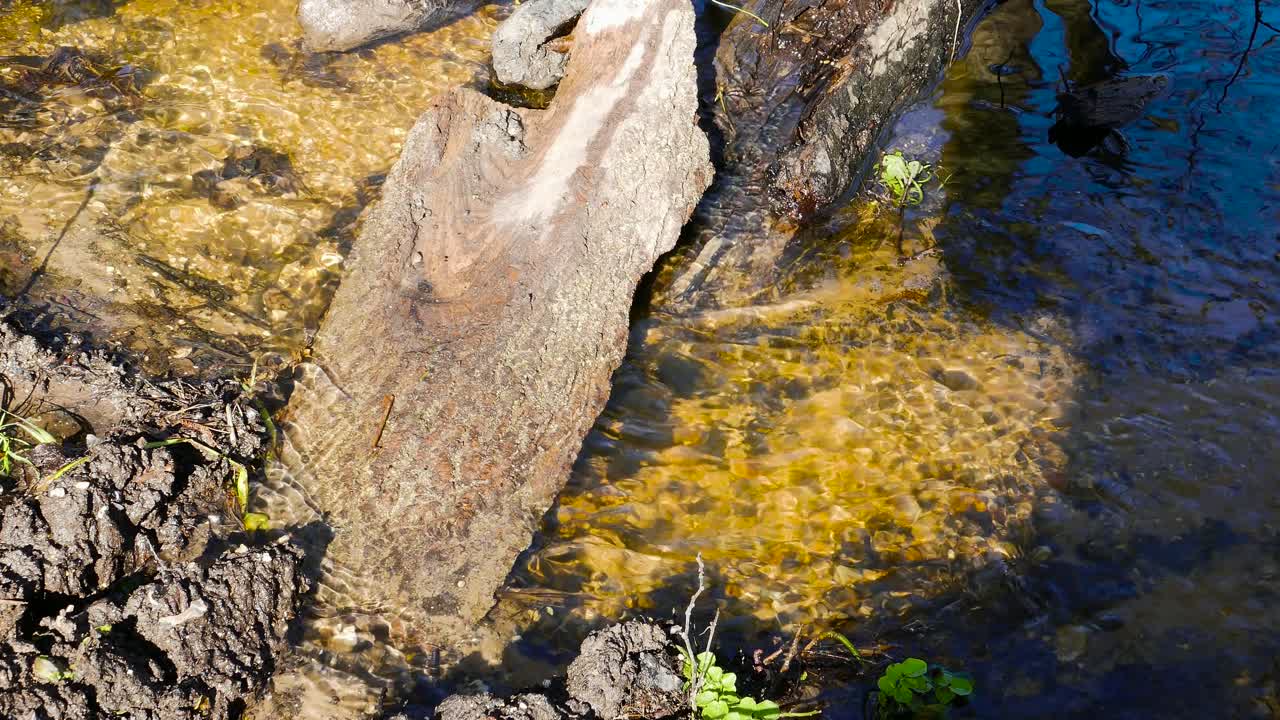 Acqua che scorre sotto un albero caduto in una foresta tranquilla.