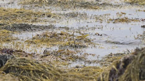 a single otter swimming around in the water surrounded by yellowing seaweed