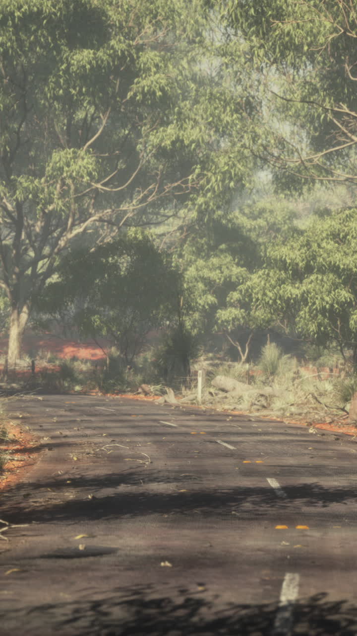 안개가 많은 날 숲을 가로지르는 시골 도로